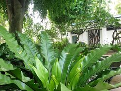Ardmore Park (D10), Condominium #455732481